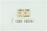 藹環波紋蛾藏品圖，第3張