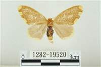 黑翅黃毒蛾藏品圖，第1張