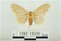 黑翅黃毒蛾藏品圖，第2張