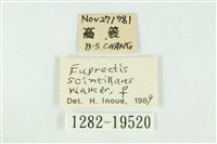 黑翅黃毒蛾藏品圖，第3張