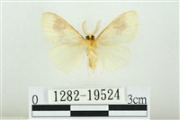 寬紋黃毒蛾藏品圖，第2張