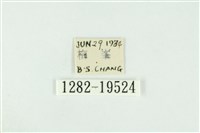 寬紋黃毒蛾藏品圖，第3張