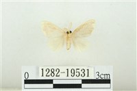 黑翅黃毒蛾藏品圖，第2張