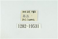 黑翅黃毒蛾藏品圖，第3張