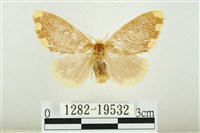 黑翅黃毒蛾藏品圖，第1張