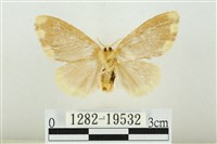 黑翅黃毒蛾藏品圖，第2張