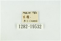 黑翅黃毒蛾藏品圖，第3張