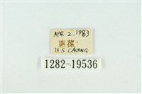 藹環波紋蛾藏品圖，第3張