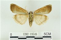 粉太波紋蛾藏品圖，第2張