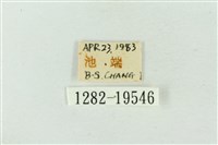 粉太波紋蛾藏品圖，第3張