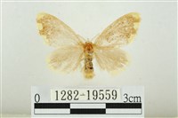 黑翅黃毒蛾藏品圖，第1張