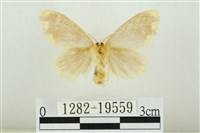 黑翅黃毒蛾藏品圖，第2張