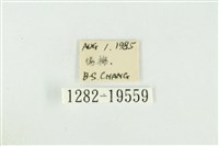 黑翅黃毒蛾藏品圖，第3張