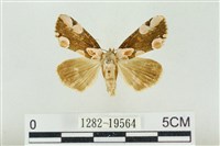 大斑波紋蛾藏品圖，第1張