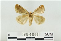 大斑波紋蛾藏品圖，第2張