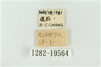 大斑波紋蛾藏品圖，第3張