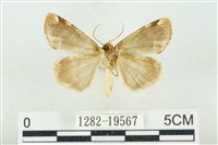 大斑波紋蛾藏品圖，第2張