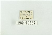 大斑波紋蛾藏品圖，第3張