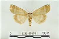 臺洒波紋蛾藏品圖，第2張