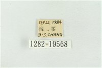 臺洒波紋蛾藏品圖，第3張