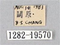 阿里山絨帶蛾藏品圖，第3張