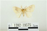 寬紋黃毒蛾藏品圖，第2張