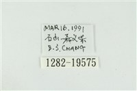 寬紋黃毒蛾藏品圖，第3張