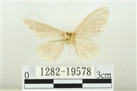 黑翅黃毒蛾藏品圖，第2張