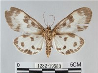 扭擬燈蛾藏品圖，第2張