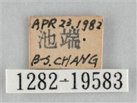 扭擬燈蛾藏品圖，第3張