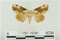 大斑波紋蛾藏品圖，第1張