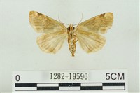 大斑波紋蛾藏品圖，第2張