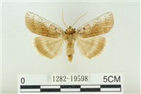 臺洒波紋蛾藏品圖，第1張