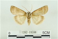 臺洒波紋蛾藏品圖，第2張