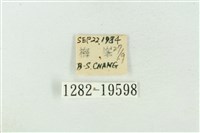 臺洒波紋蛾藏品圖，第3張