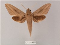 直翅斜紋天蛾藏品圖，第1張