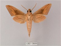 直翅斜紋天蛾藏品圖，第2張