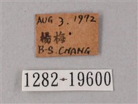 直翅斜紋天蛾藏品圖，第3張