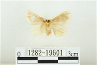 黑翅黃毒蛾藏品圖，第2張