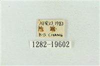 粉太波紋蛾藏品圖，第3張