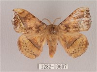 埔里帶蛾藏品圖，第1張