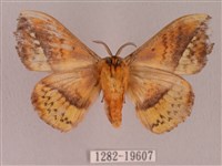 埔里帶蛾藏品圖，第2張