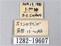 埔里帶蛾藏品圖，第3張