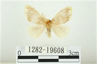 黑翅黃毒蛾藏品圖，第1張