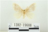 黑翅黃毒蛾藏品圖，第2張