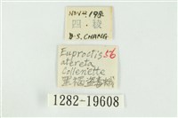 黑翅黃毒蛾藏品圖，第3張