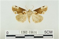 大斑波紋蛾藏品圖，第1張