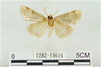 大斑波紋蛾藏品圖，第2張