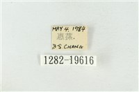 大斑波紋蛾藏品圖，第3張