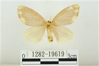 黑翅黃毒蛾藏品圖，第2張